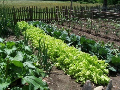 Organic-Vegetable-Garden