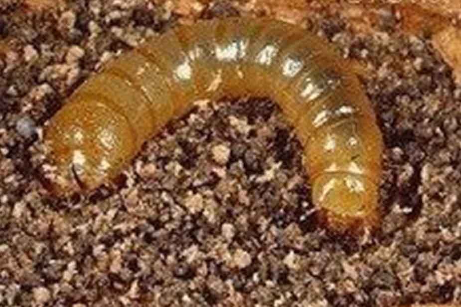 Blaps (Blaps ssp) - larva