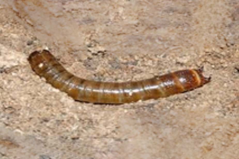 Crvena alekulida (Omophlus Lepturoides) - larva