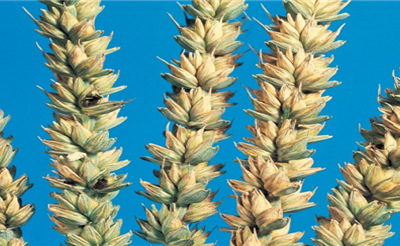 Glavnica pšenice (Tilletia caries)