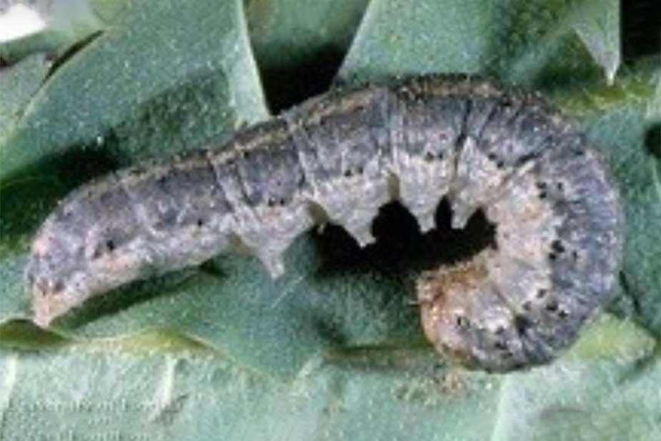 Ipsilon sovica (Agrotis ypsilon) - podrgrizajuća sovica - larva