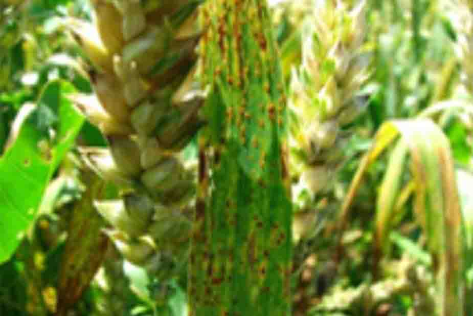 Lisna rđa pšenice (Puccinia recondita)
