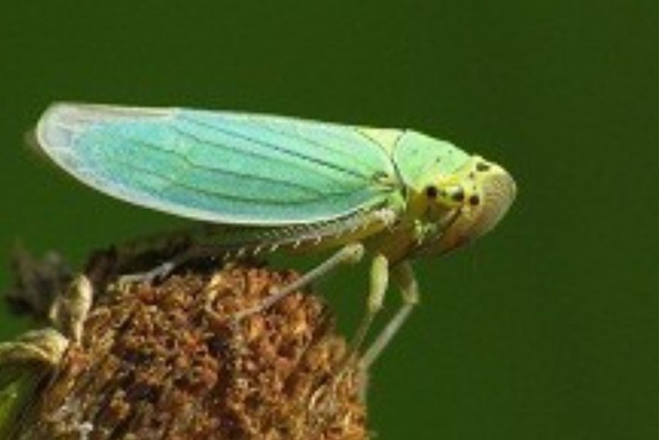 Mala zelena cikada (Cicadella viridis)