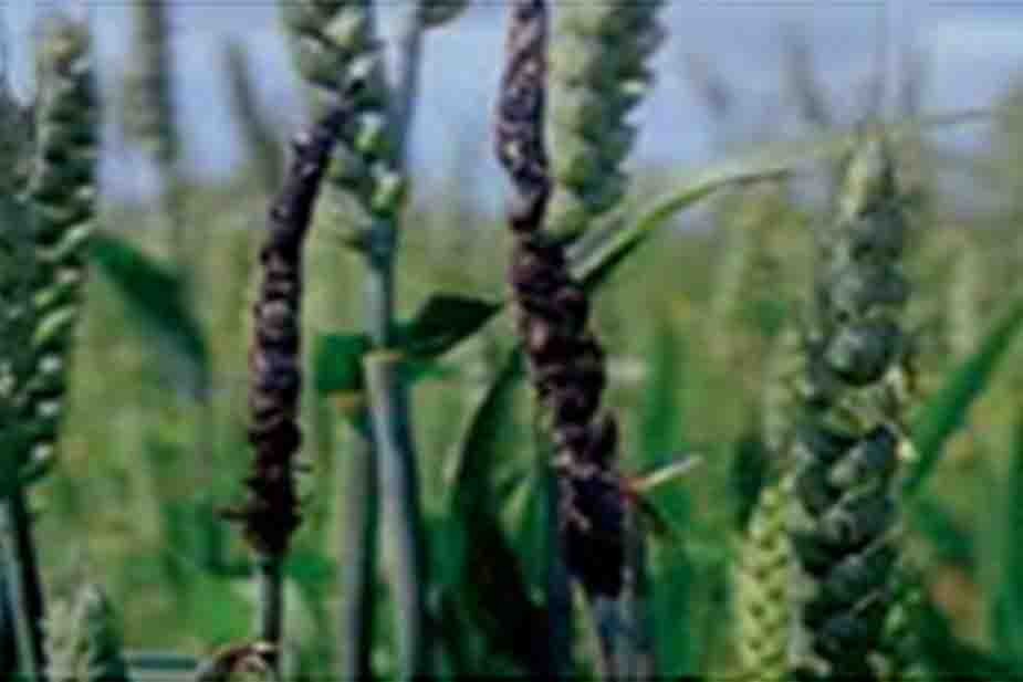 Otkrivena gar pšenice (Ustilago tritici)
