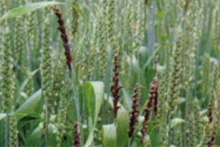 Otkrivena gar pšenice (Ustilago tritici)