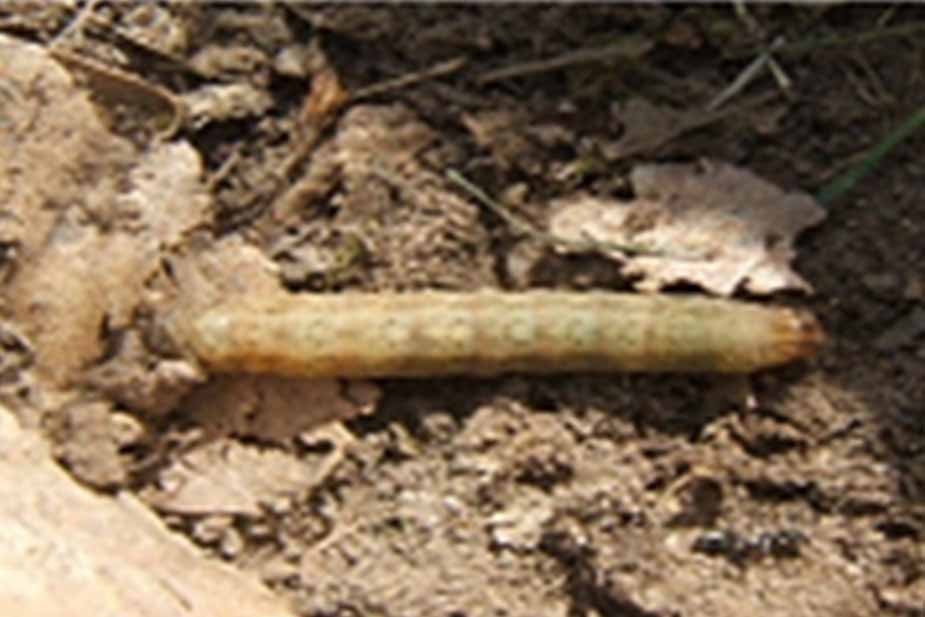 ozima sovica agrotis segetum – larva