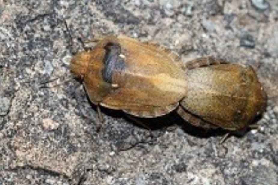 Širokotrba žitna stenica (Eurygaster maura) mužijak i ženka