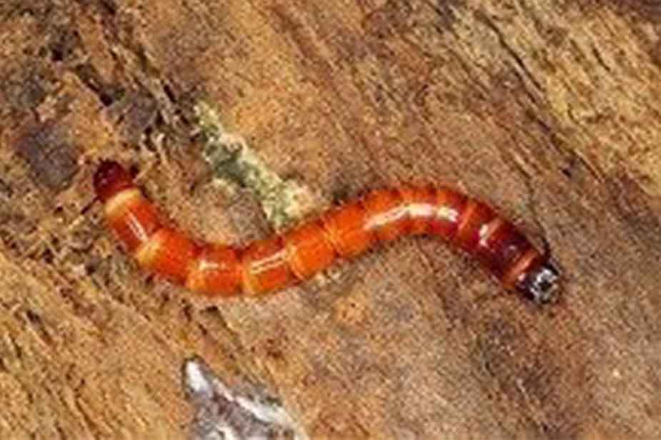 Skočibube (fam. Elateridae) - Žičnjaci - larva