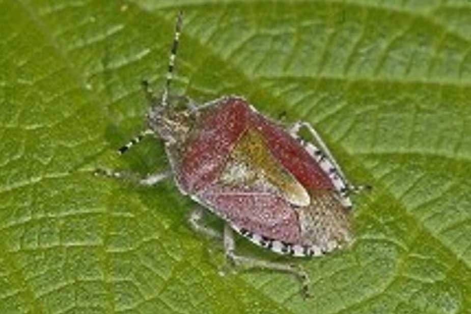 Smrdljivi martin – Smrdibuba (Dolycoris baccarum) – odrastao insekt
