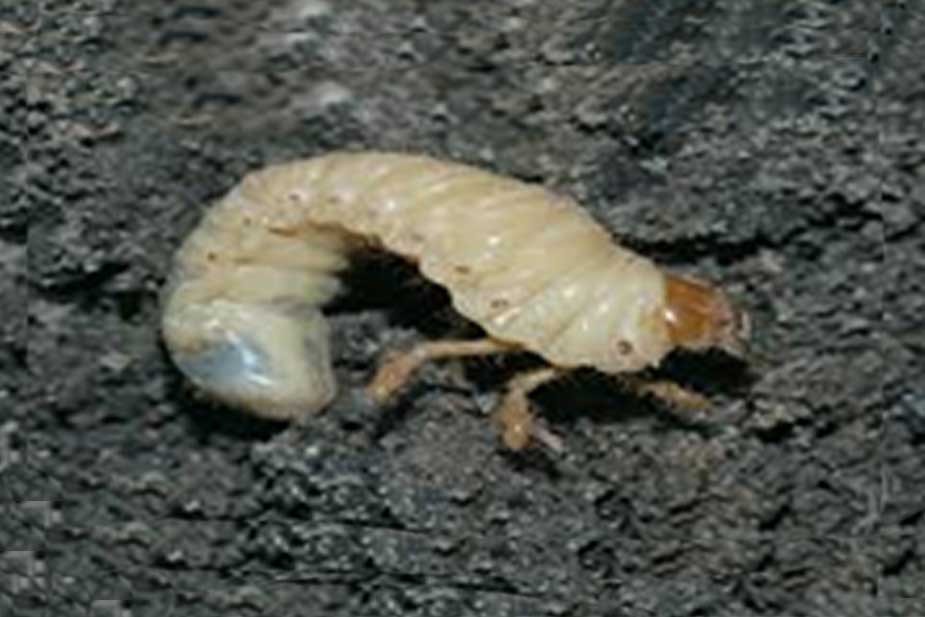 Veliki majski gundelj (Melolonta melolonta) - larva