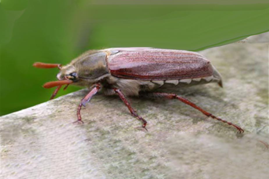Veliki majski gundelj (Melolonta melolonta) -odrastao insekt