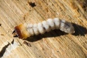 žitni pivci -larva