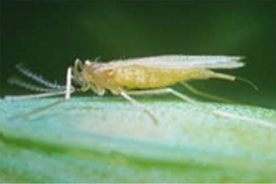 žuta pšenična cecidomida - odrastao insekt