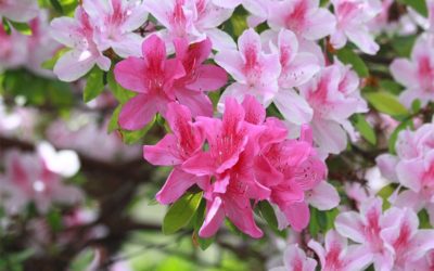 Azaleja (Azalea –rhododendron – sp. fam Ericaceae)