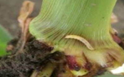 Kukuruzna zlatica (Diabrotica virgifera virgifera)
