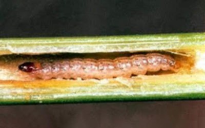 Kukuruzni plamenac (Pyrausta/Ostrina nubilalis)