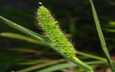 Zeleni muhar (Setaria Viridis)