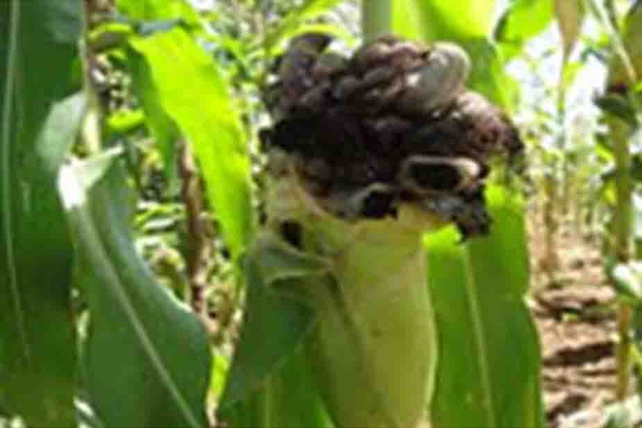 Praškasta gar kukuruza (Spachelotheca reiliana) na klipu