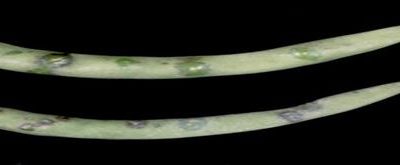 Bakterijska plamenjača pasulja (Xantomonas campestris pv. phaseoli)