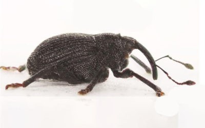 Crna repičina pipa (Ceutorhynchus Picitarsis)