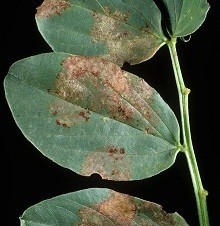 Downy mildew (Peronospora viciae) lesions on infected field bean leaf