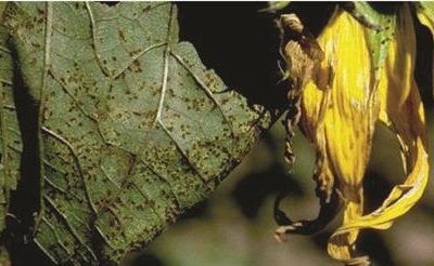 Rđa suncokreta (Puccinia Helianthi)