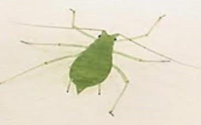 Zelena graškova vaš (Acyrthosiphon Pisum)