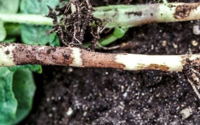 Bela noga krompira (Thanatephorus cucumeris/Rhizochtonia solani)