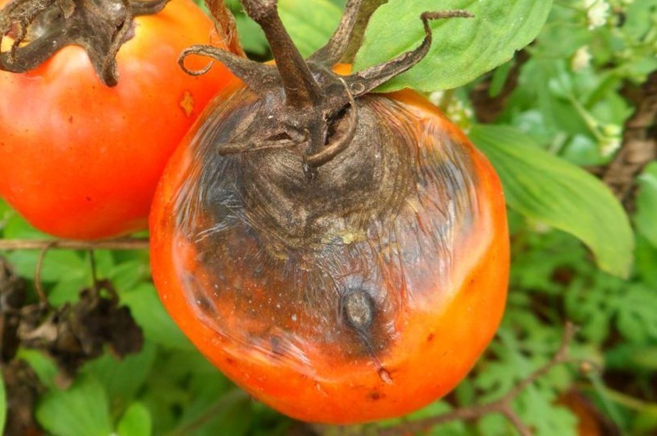 Crna lisna pegavost krompira i paradajza-2