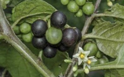 Crna pomoćnica (Solanum nigrum)
