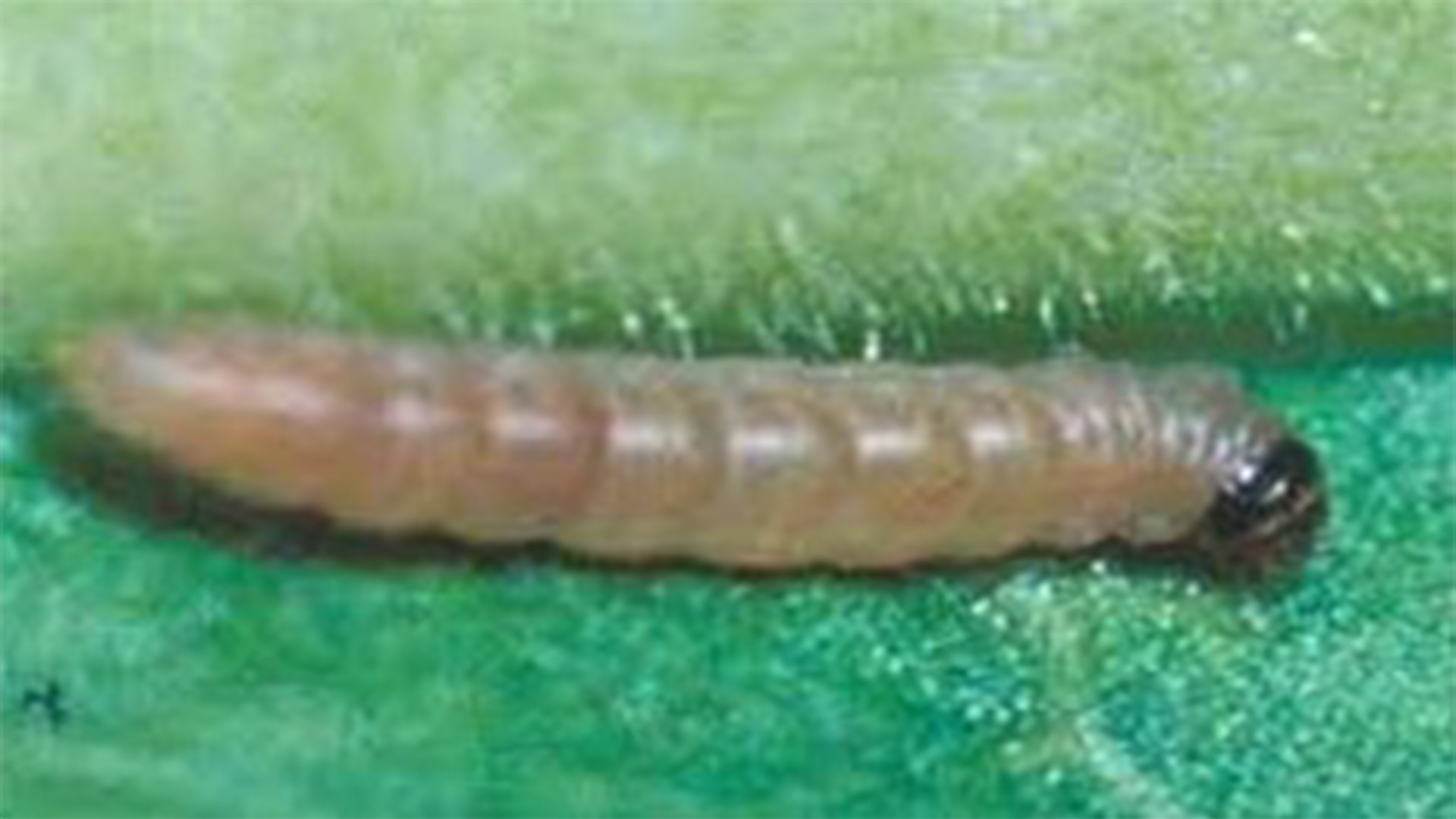 krompirov moljac larva