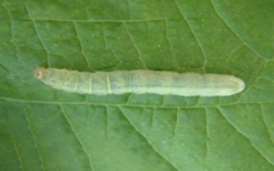 Kupusna sovica (Mamestra brassicae)