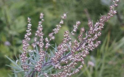 Pelin (Artemisia vulgaris)