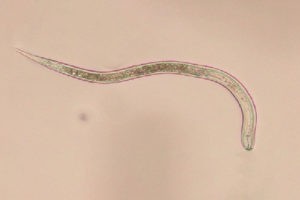 repina nematoda-1