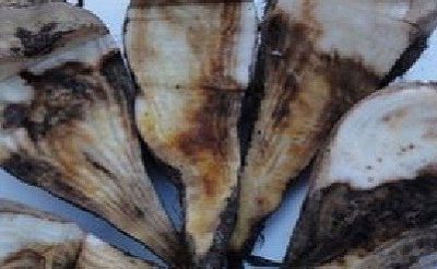 Trulež srca i korena šećerne repe (Pleospora bjerling)
