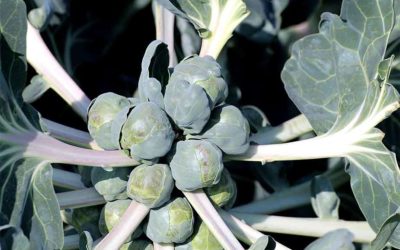 Jesenji kelj pupčar (Brassica oleracea var. sp.) tehnika gajenja, kalendarski prikaz radova sa spiskom bolesti i štetočina