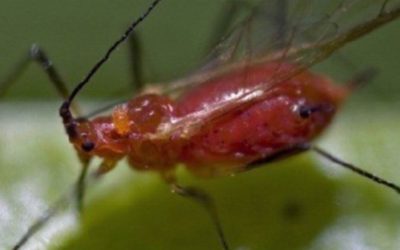 Lisne vaši (Aphididae) opis štetočine i mere borbe