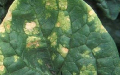 Plamenjača spanaća (Peronospora farinosa / Peronospora spinacea) opis bolesti i kako je suzbiti