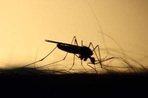 borba protiv komaraca