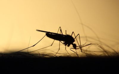 Protiv komaraca možete koristiti prirodna rešenja