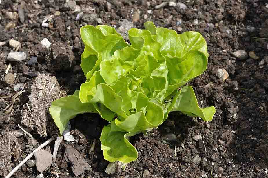 mlada biljka salate