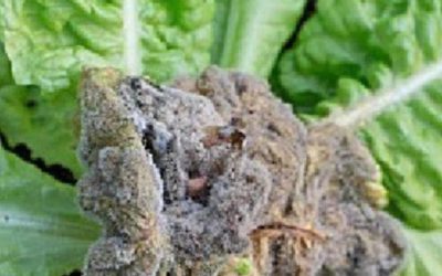 Siva trulež salate (Botrytis cinerea) opis bolesti i mere borbe