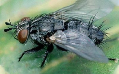 Repina muva (Pegomya betae) opis štetočine i mere borbe