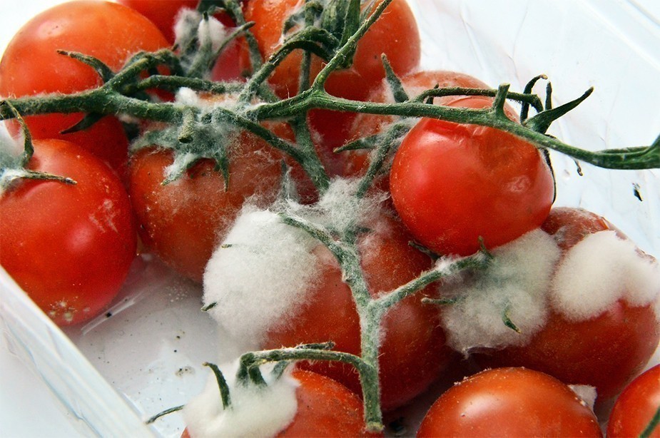 kuhinjski otpad-buđav paradajz