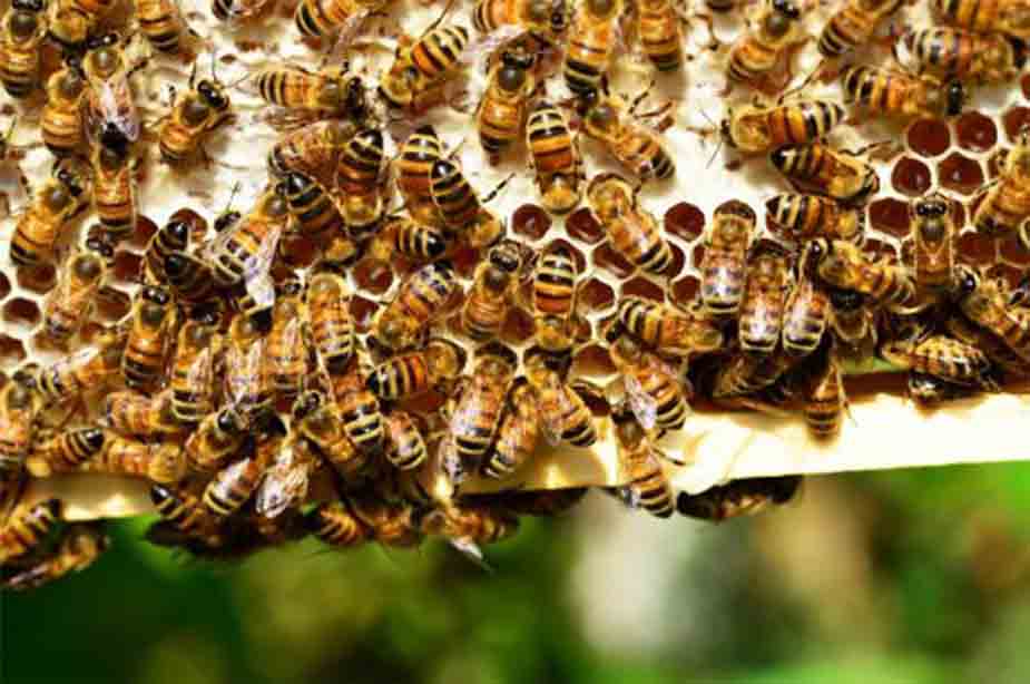 pčele u saću