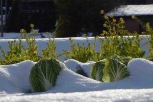 Povrtarske biljke pod snegom