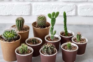 Mini kaktusi