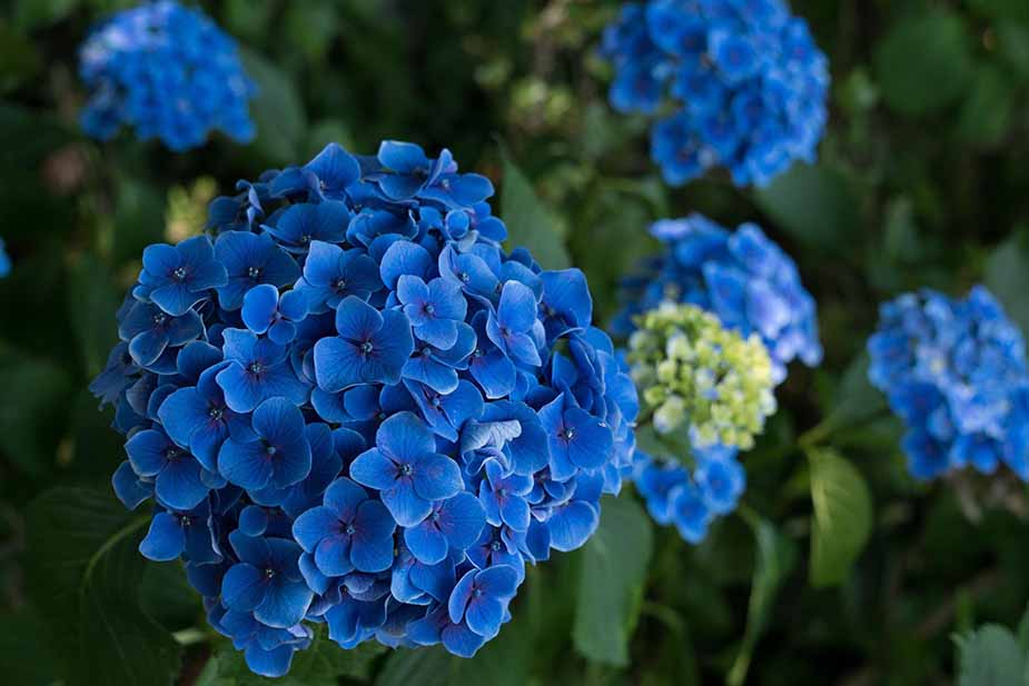 Hortenzija Hydrongea hortensis - plavi cvet