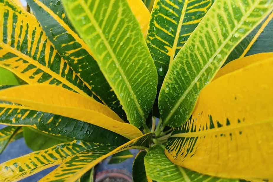 Kroton (Codiaeum sp. fam Euphorbiaceae) - žuta