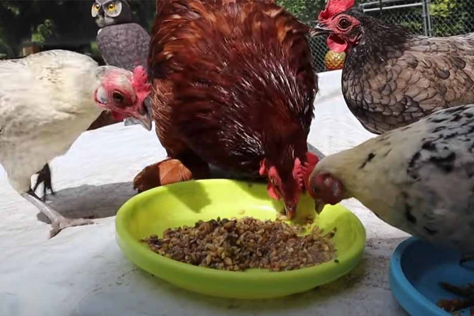 hrana za kokoške